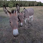 Les Poneys Fringants