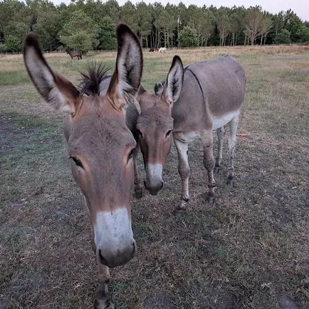 Les Poneys Fringants