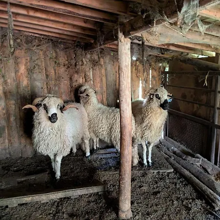 Les Poneys Fringants * Saint-Jean-des-Ollières